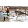 Image 2 : Labrador Retriever Puppy - Wildrose Kennels