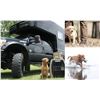 Image 3 : Labrador Retriever Puppy - Wildrose Kennels