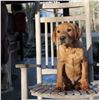 Image 4 : Labrador Retriever Puppy - Wildrose Kennels