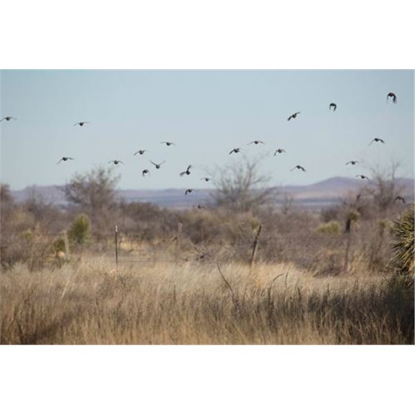 Texas Quail Hunt