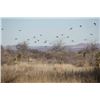 Image 1 : Texas Quail Hunt