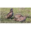 Image 2 : Texas Quail Hunt