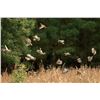 Image 3 : Texas Quail Hunt