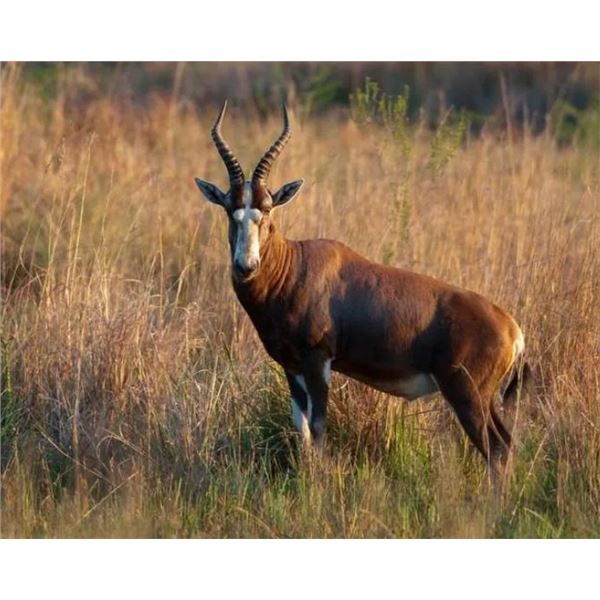 Plains Game Buddy Hunt for 4, South Africa - Jannie Otto Safaris