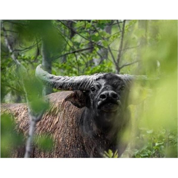 Australia Trophy Bull Buffalo Hunt for 2 Hunters, Including Buffalo Cow and Wildboar
