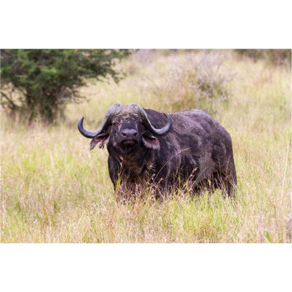 South Africa Cape Buffalo Bull Hunt 1 Hunter and 1 Non-Hunter, 5 Days