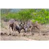 Image 6 : South Africa Cape Buffalo Bull Hunt 1 Hunter and 1 Non-Hunter, 5 Days