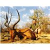 Image 8 : Namibia Plains Game Hunt for 2 Hunters and 2 Non-hunters for 10-Days