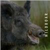 Image 2 : Argentina 2026/27 Catena Safaris Argentina Northern Territories Mixed Bag Game Hunt