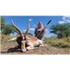 Image 5 : South Africa 10 Day/ 9 Night Plains Game Safaris for up to 4 Hunters in Limpopo Province