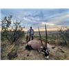 Image 6 : South Africa Plains Game Hunt, 6 days/5 nights for 2 Hunters