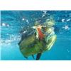 Image 3 : Sport Fishing Pkg in Cabo San Lucus, Mexico for up to 6 people for 5-day 4-nights