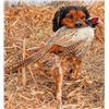 Image 4 : Waterfowl / Upland Combo Hunt at Heartland Lodge in Illinois