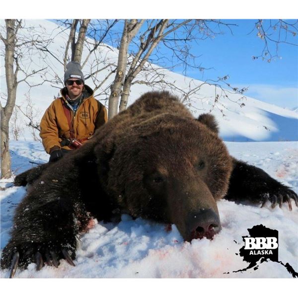 Alaska Snowmachine Brown Grizzly Bear Hunt