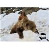 Image 2 : Alaska Snowmachine Brown Grizzly Bear Hunt