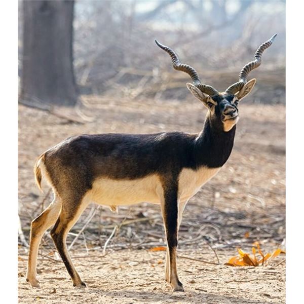 Blackbuck Antelope Hunt - Reserve Ranch - Texas