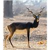 Image 1 : Blackbuck Antelope Hunt - Reserve Ranch - Texas