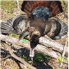 Image 2 : Turkey Hunt in Illinois 4-day Spring 2026 or 2027 turkey hunt for 1 hunter.