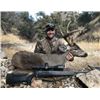 Image 2 : Coues Deer Hunt - 5 day hunt for 2 Hunters in Arizona (with free Mountain Lion Bonus