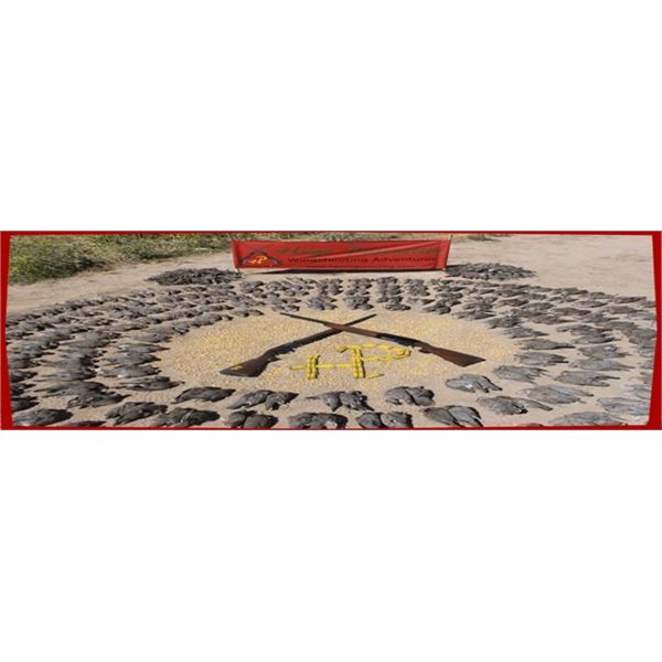 Argentina Dove & Pigeon Hunt Argentina Bird Hunts by HP Wingshooting Adventure – 3 Hunters