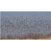 Image 3 : Argentina Dove & Pigeon Hunt Argentina Bird Hunts by HP Wingshooting Adventure – 3 Hunters