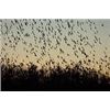 Image 4 : Argentina Dove & Pigeon Hunt Argentina Bird Hunts by HP Wingshooting Adventure – 3 Hunters