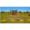 Image 7 : Argentina Dove & Pigeon Hunt Argentina Bird Hunts by HP Wingshooting Adventure – 3 Hunters
