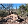 Image 4 : Namibia 9-day Safari for 2 hunters, trophy include Gemsbok for each hunter