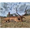 Image 7 : South Africa - Zeekoepan Safaris is offering a 2 Hunter, 2 Nayala, 4 Hunting Day Safari