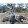 Image 8 : South Africa - Zeekoepan Safaris is offering a 2 Hunter, 2 Nayala, 4 Hunting Day Safari
