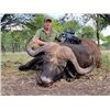 Image 3 : South Africa Cape Buffalo Cow for 2 hunters for 10 Days and 9 Nights