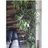 Image 1 : Faux Bamboo Plant A