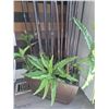 Image 4 : Faux Bamboo Plant A