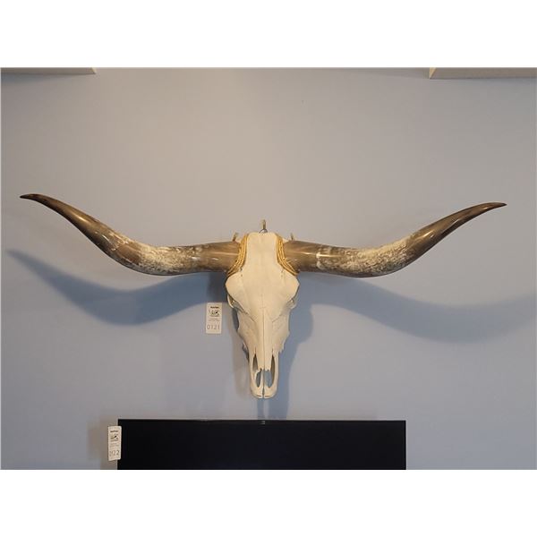 Long Horn Steer Skull B