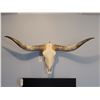 Image 1 : Long Horn Steer Skull B