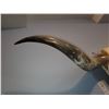 Image 2 : Long Horn Steer Skull B