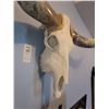 Image 3 : Long Horn Steer Skull B