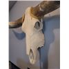 Image 4 : Long Horn Steer Skull B