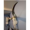 Image 5 : Long Horn Steer Skull B