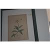 Image 2 : FRAMED BOTANICAL PRINTS (13" X 16 1/2") (2 PCS)