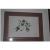 Image 2 : FRAMED BOTANICAL PRINTS, "UALA" & "POHUEHUE" (2 PCS)