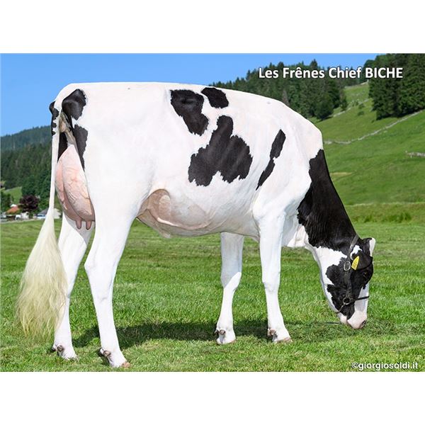 Test - Lot 1 Les Frênes Chief BICHE