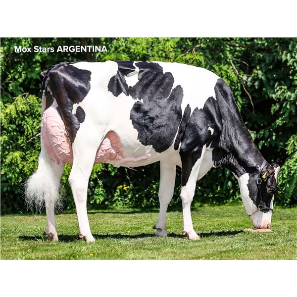 Test - Lot 2 Mox Stars ARGENTINA RDC