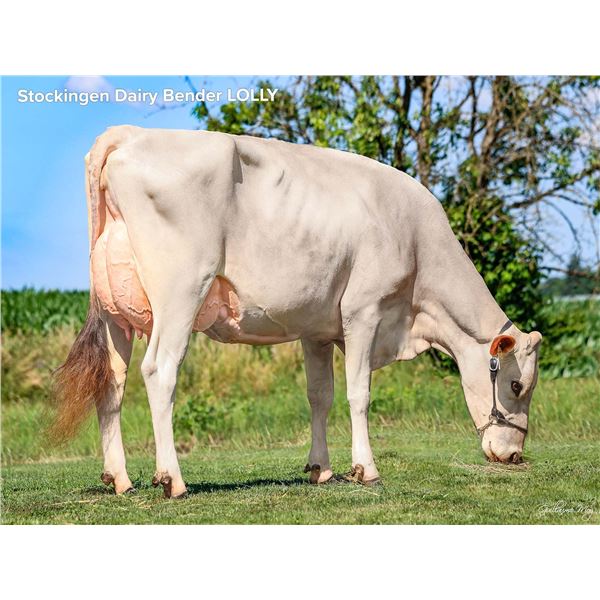 Test - Lot 3 Stockingen Dairy Bender LOLLY