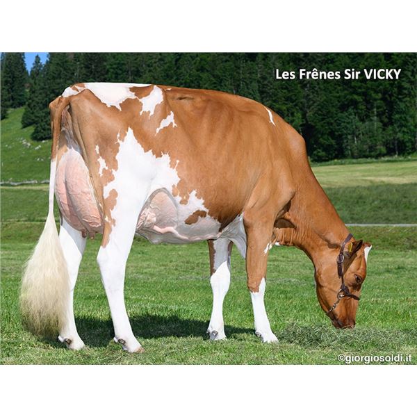 Test - Lot 6 Les Frênes Sir VICKY