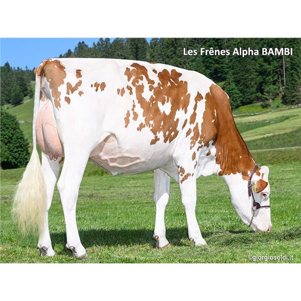 Test - Lot 7 Les Frênes Alpha BAMBI