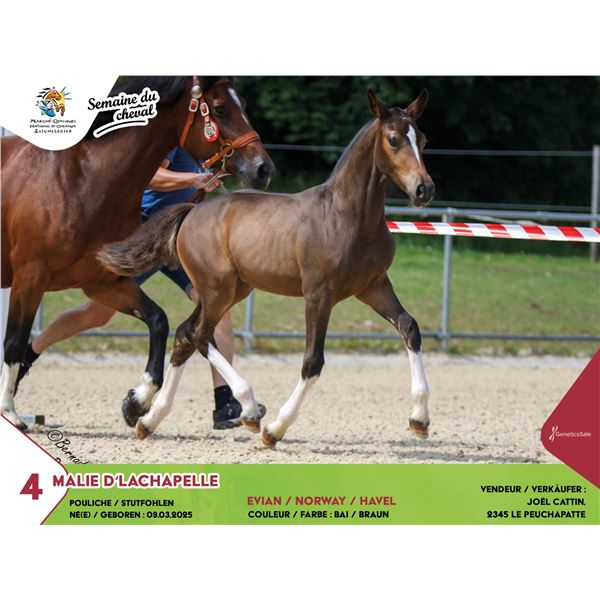 Test - Lot 9 MALIE D'LACHAPELLE