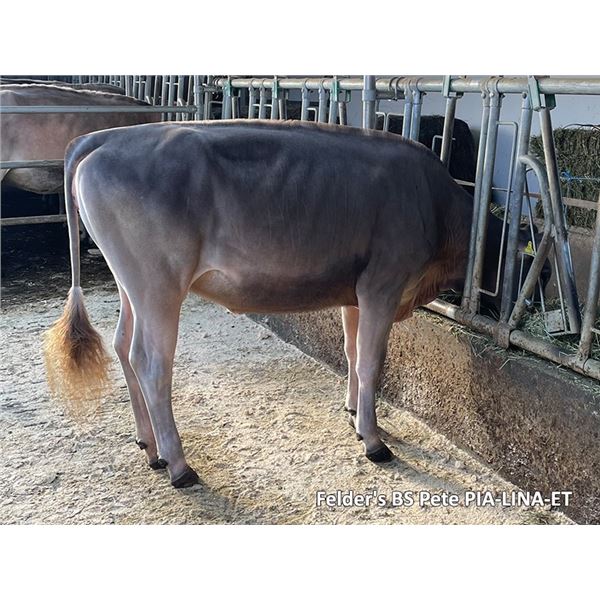 Test - Lot 13 Felder's BS Pete PIA-LINA-ET