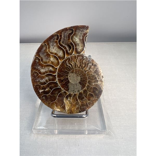 3 inch Ammonite Fossil with Druze