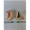 Image 1 : (2) Large Decorative Shells